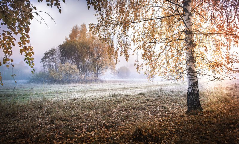 Смоленская обл. Торбеево Осень грустная пора... фото превью