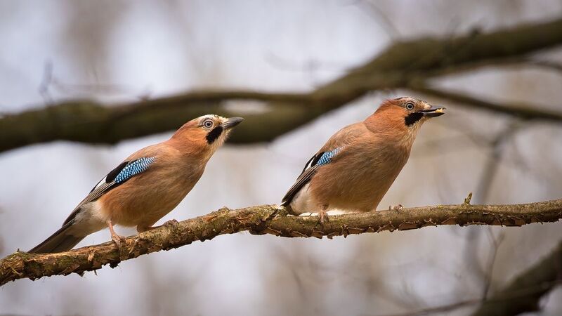 Jays фото превью