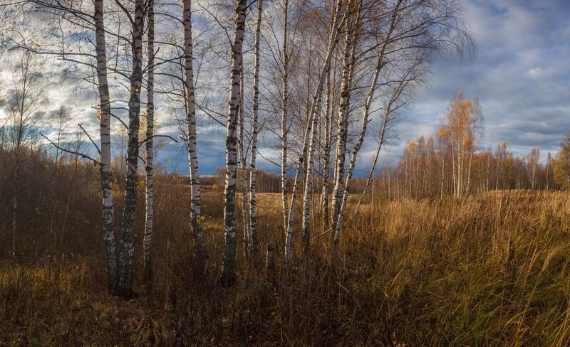 лес, поле, осень Поздний октябрь . фото превью