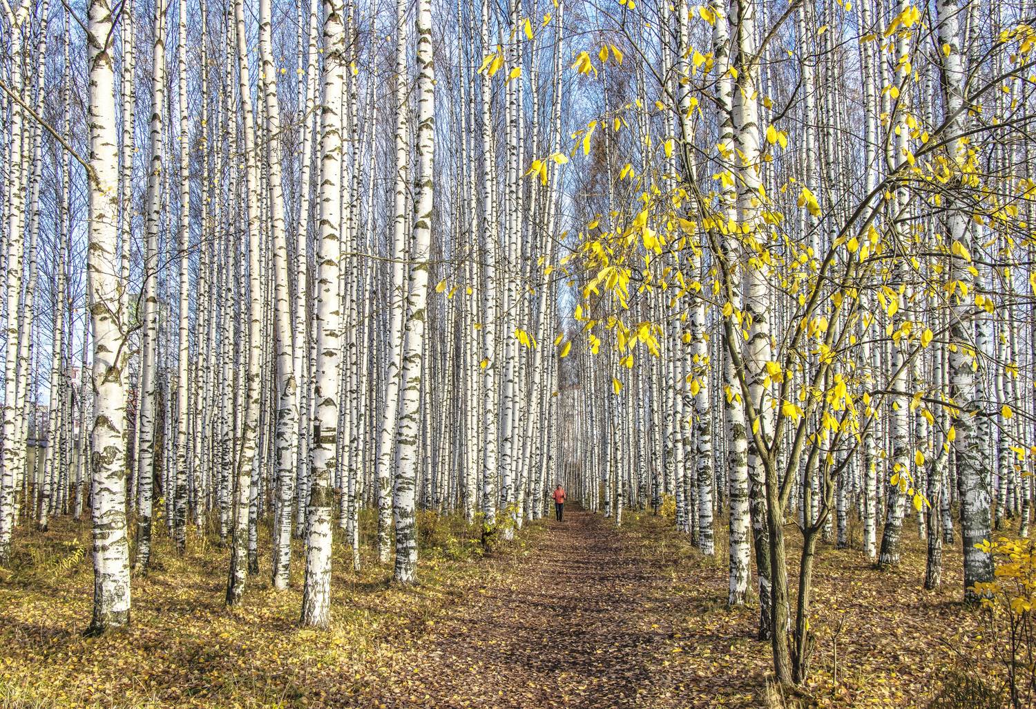Киров, березовая роща, осень, галина новинская