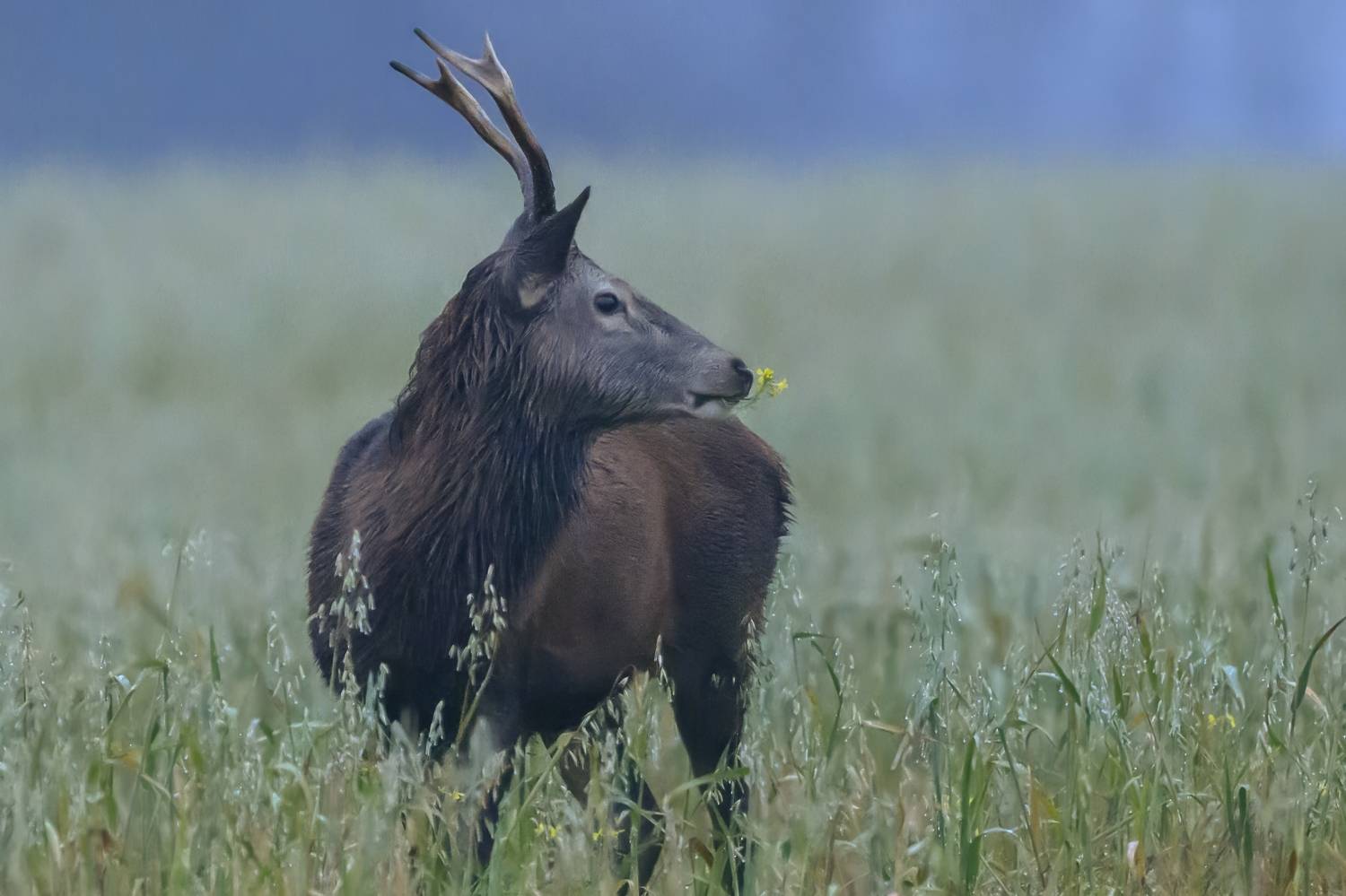 , Пупонин Сергей