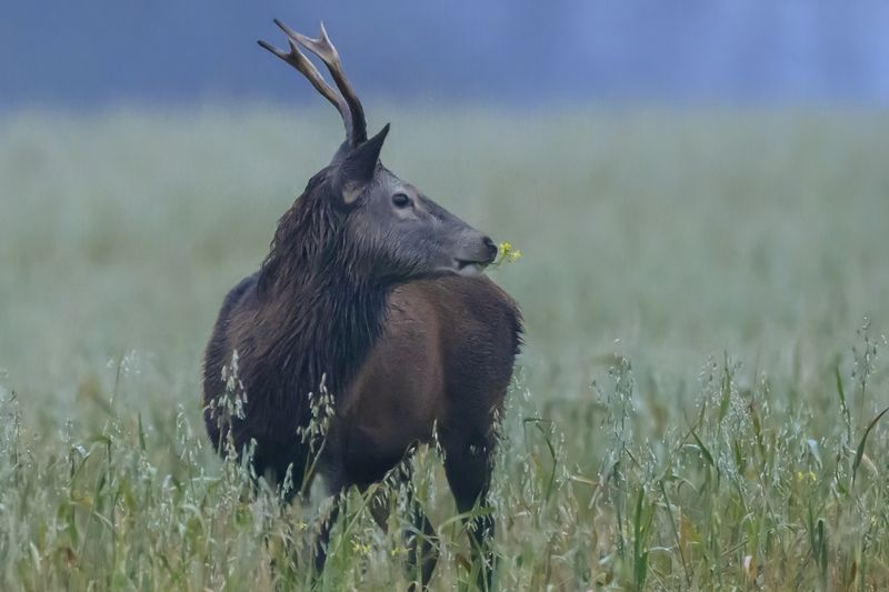 Удача фото превью