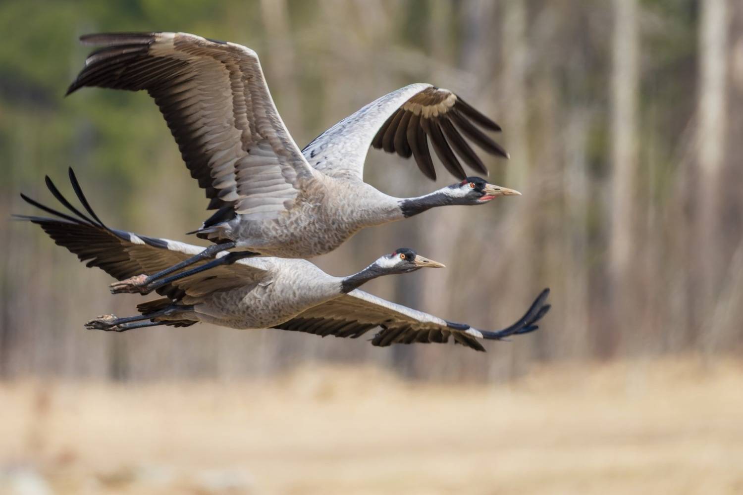 серый журавль, журавль, птицы, Ruslan Pl