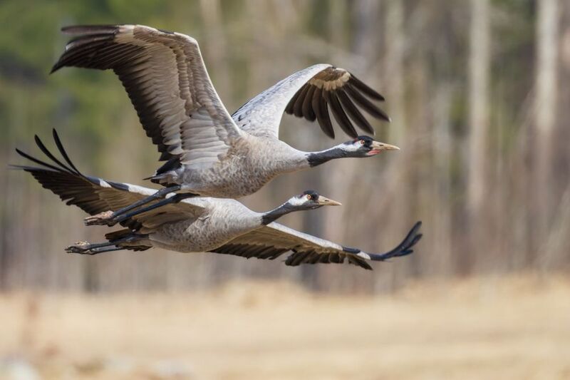 серый журавль, журавль, птицы Серые журавли фото превью