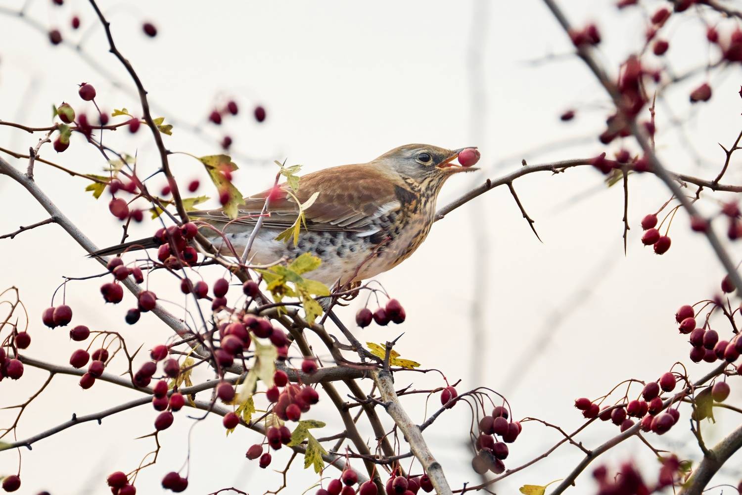 , ssmirs Сергей