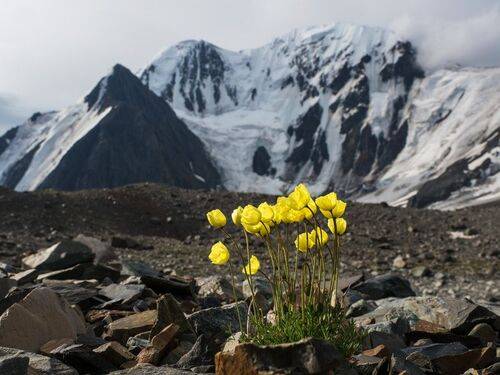 Альпийские маки
