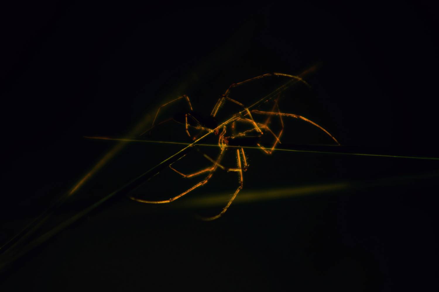 , Калиногорский Юрий