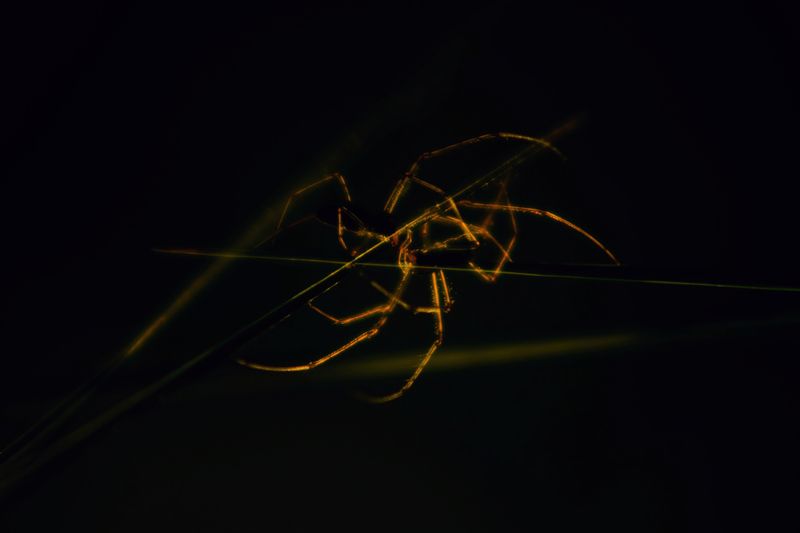 Поцелуй фото превью