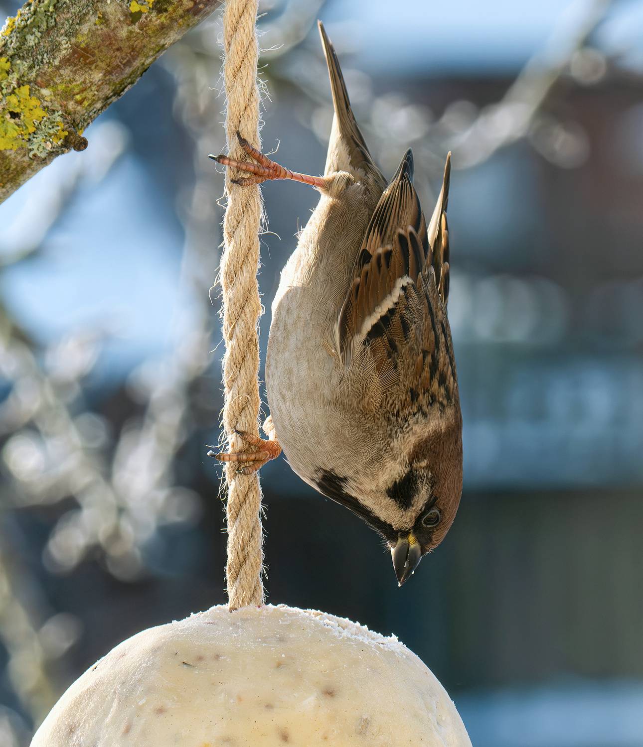 Птицы полевой воробей , Ворожцова Марина