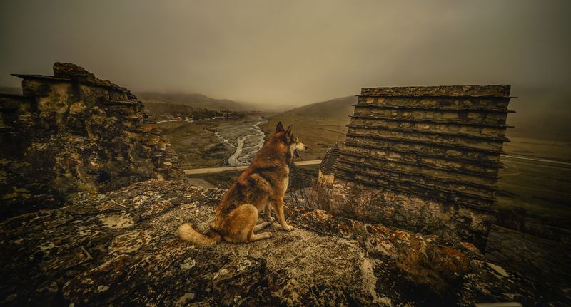 Россия, Северная Осетия, Даргавс, Город мёртвых, собака, В Городе мёртвых фото превью