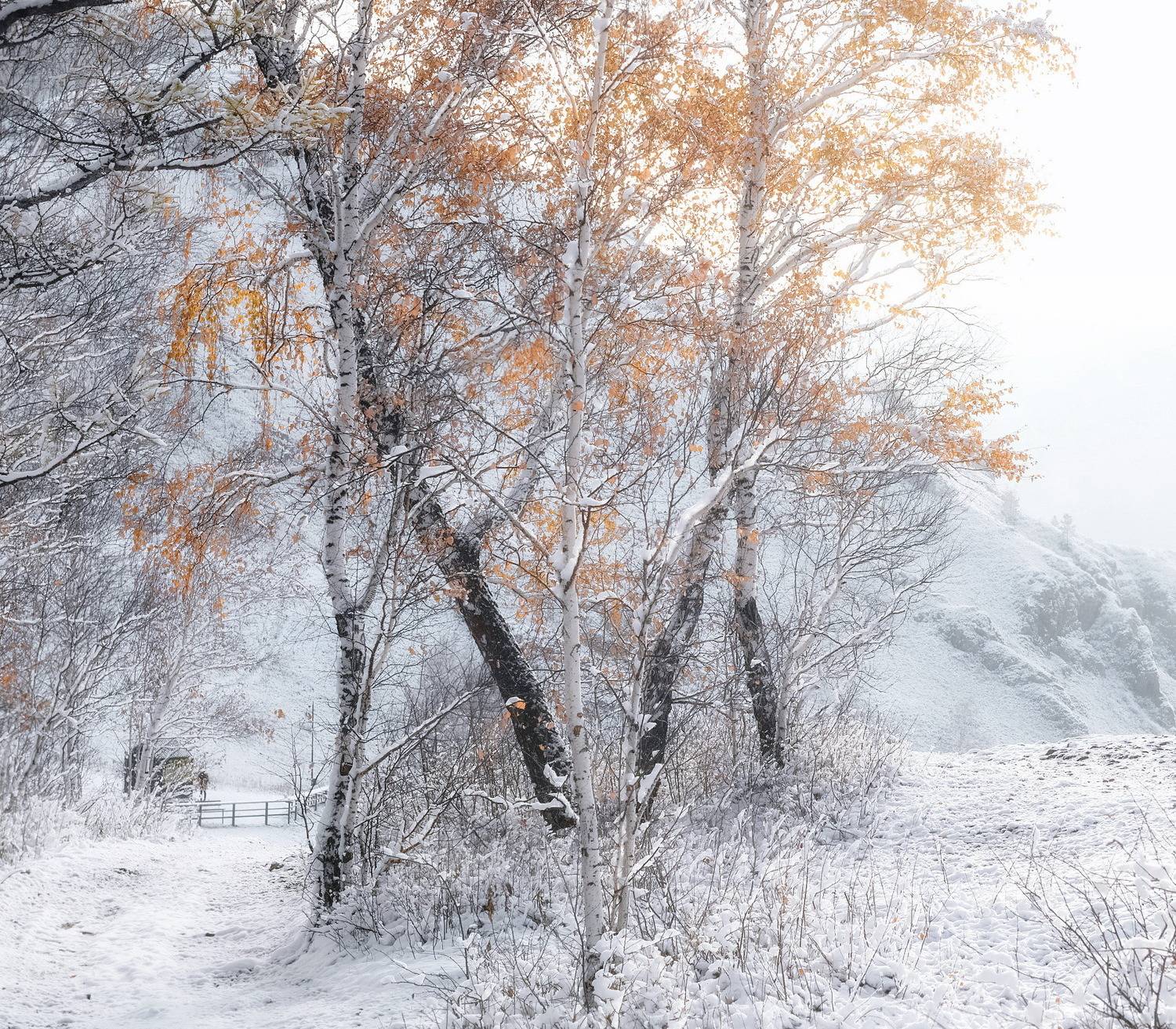 осень, торгашинский хребет, первый снег, березы, утро, Марина Фомина