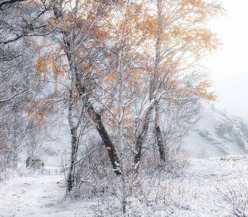 Хрупкость первого снега