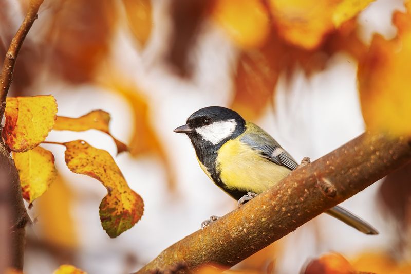 Синица фото превью