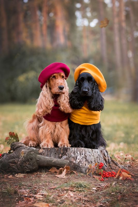 Парижский шик в осеннем лесу фото превью