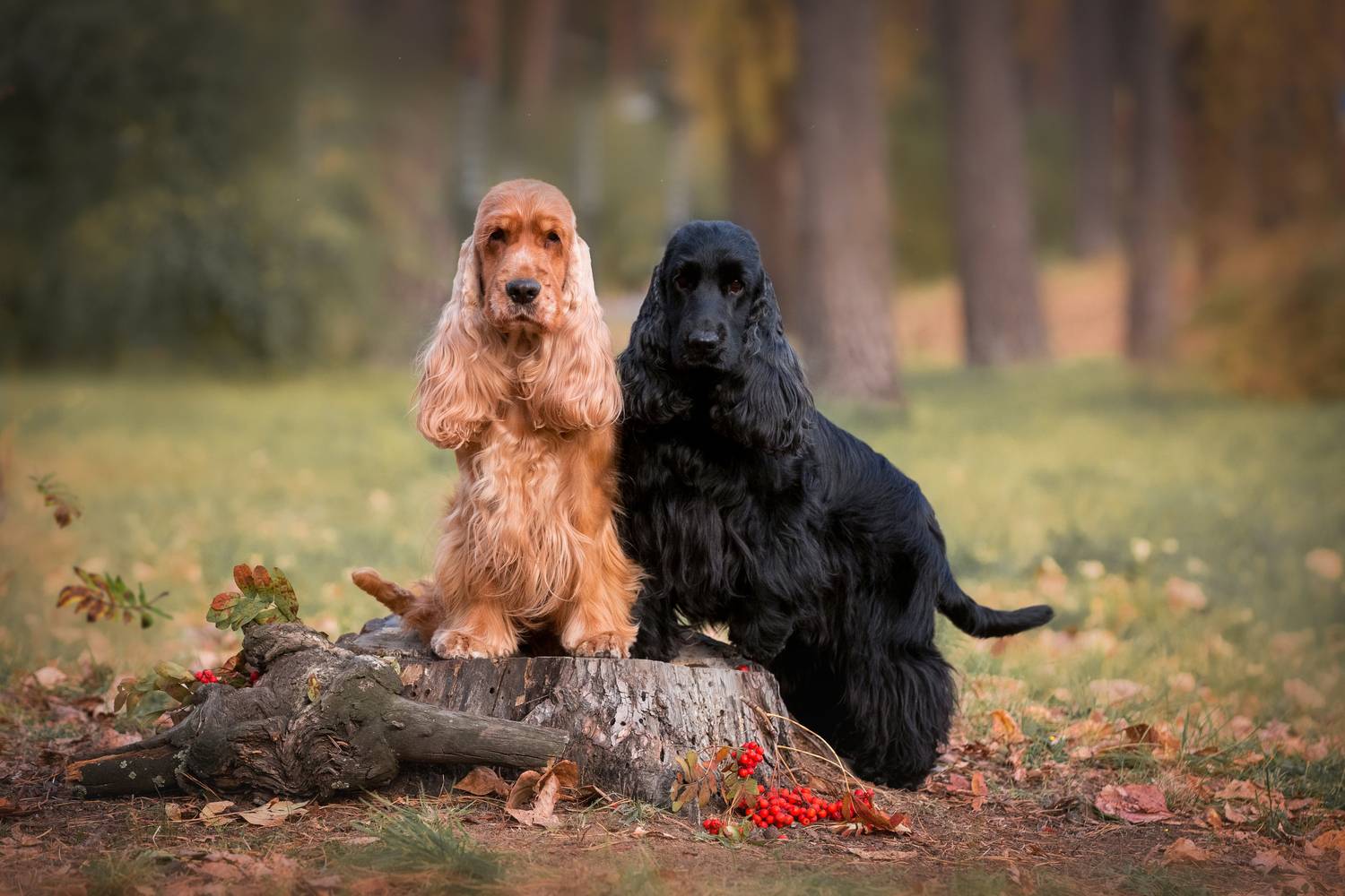, Наталья Степанова
