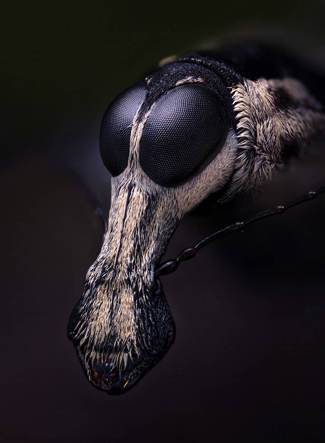 , Kavaliauskas Eugenijus