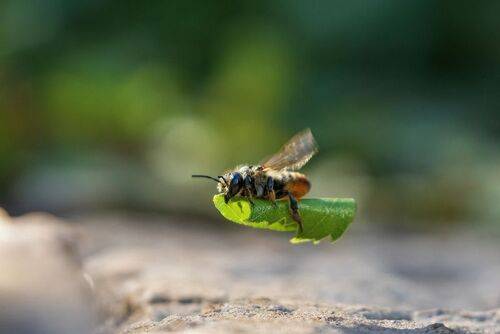 На ковре самолете…