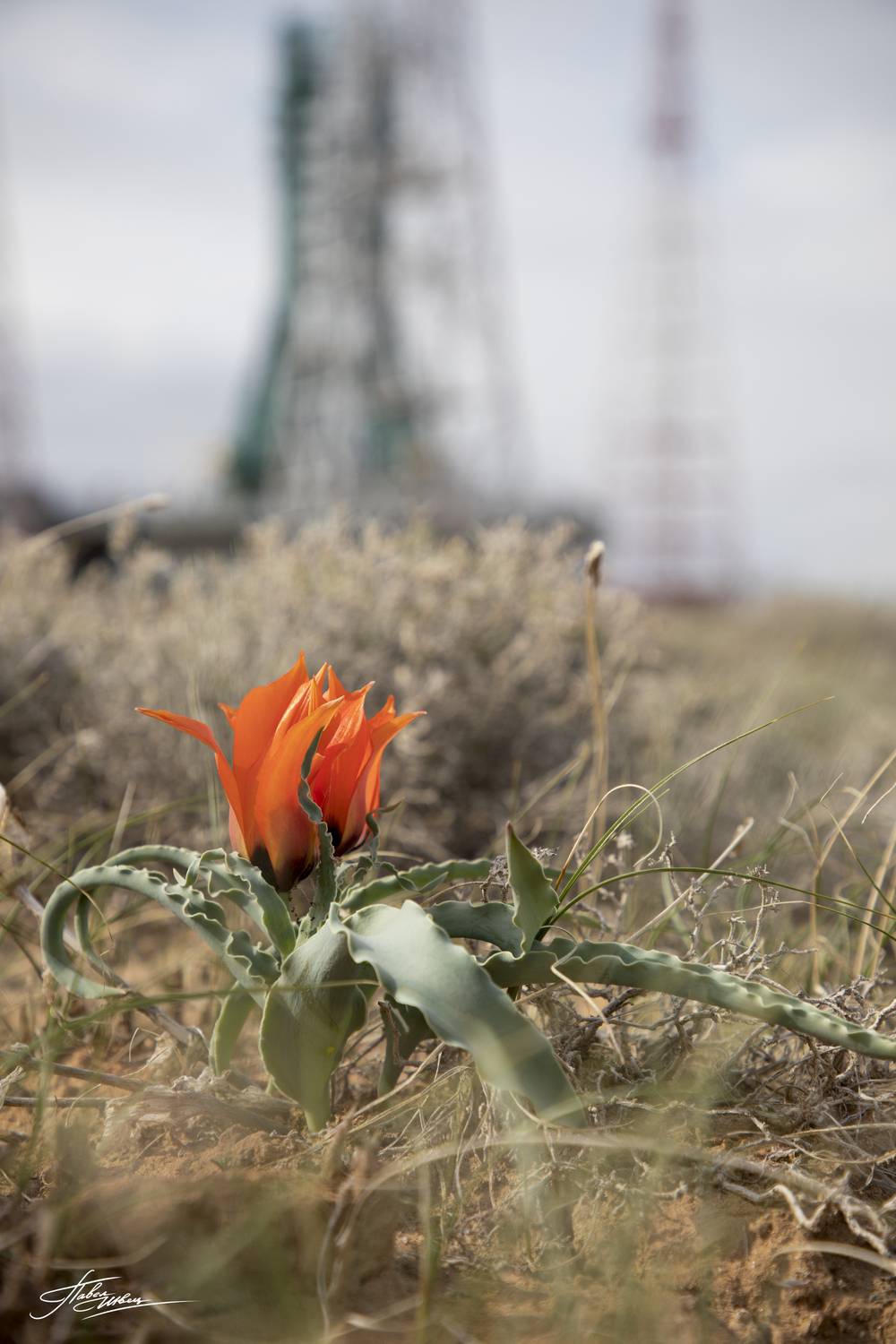 , Швец Павел