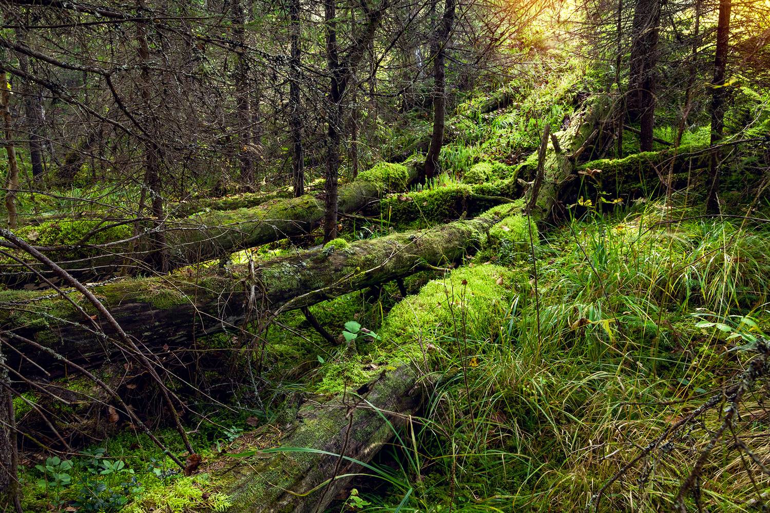 , Андрей Бортников