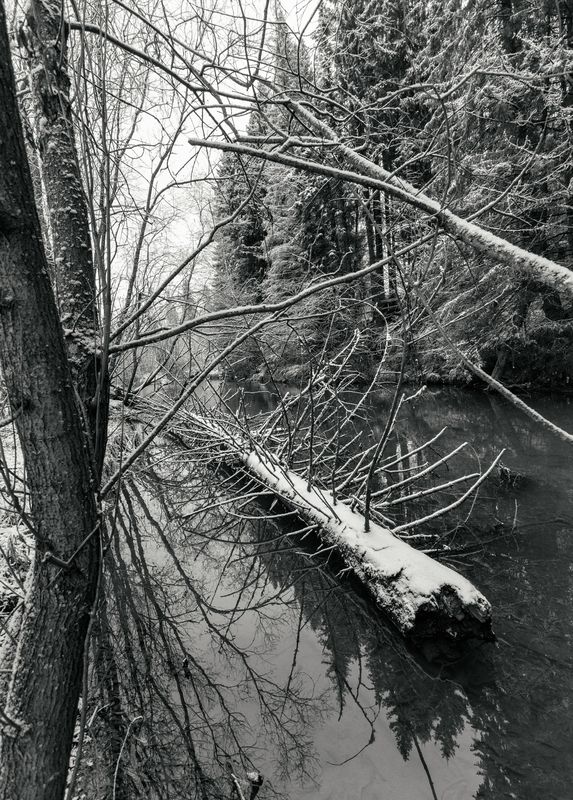Лесной ручей фото превью