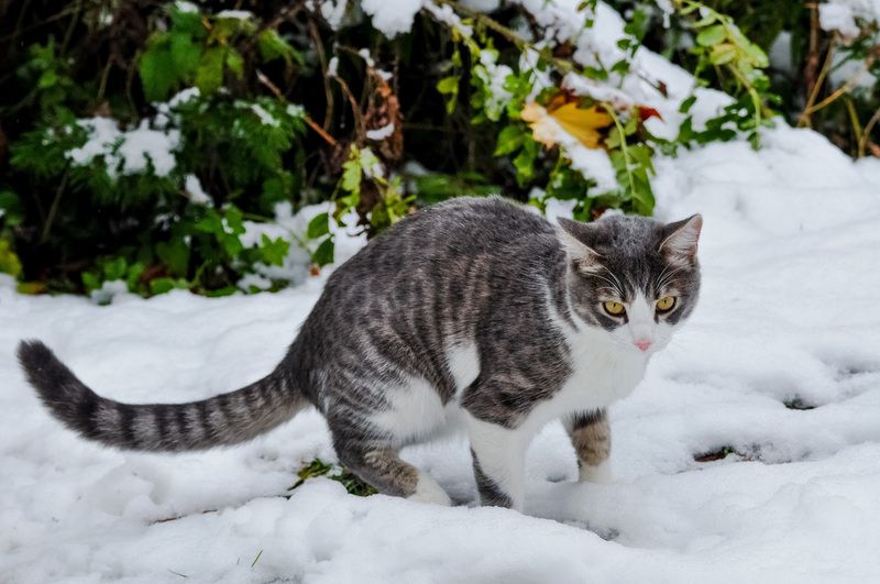 Кот и первый снег... фото превью