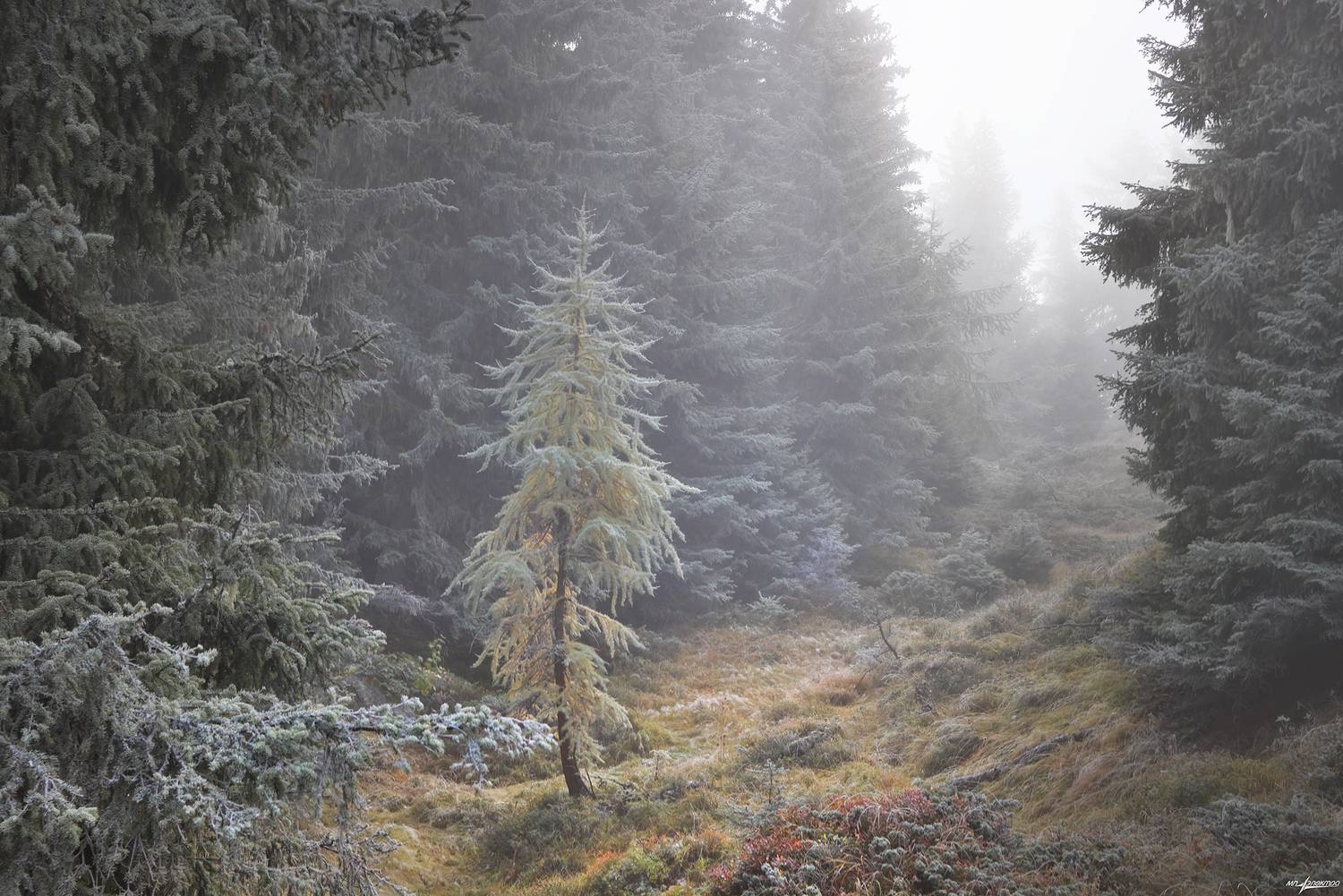 swiss, Матвеев Николай