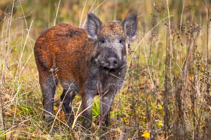 Кабанчик фото превью