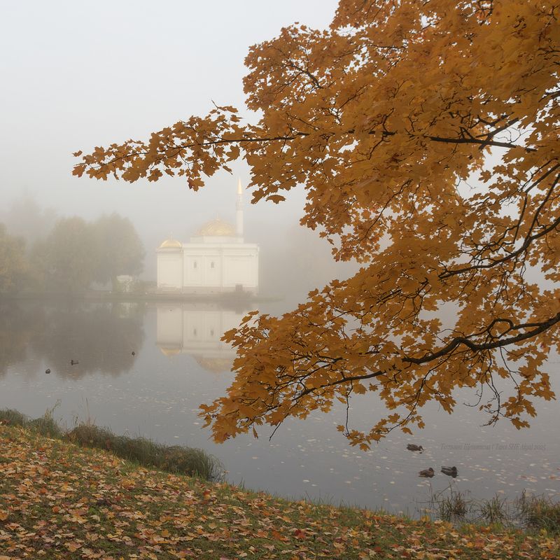 питер, пушкин, царское село, царское,  landscape, tsarskoye selo, autumn,  городской пейзаж, autumn, санкт-петербург, рассвет, туман Туман в Катином парке фото превью