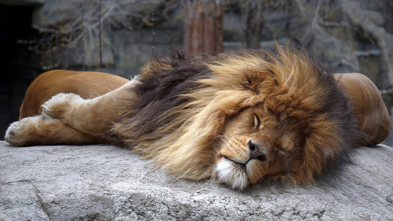 лев, кошки, большие кошки, хищные, животные, дикие животные, млекопитающие,,  Людмила