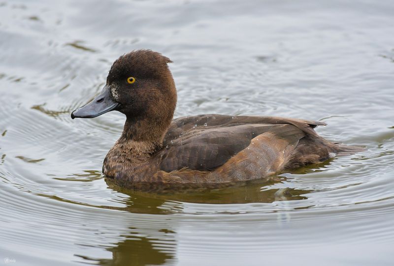 Хохлатая чернеть - самка фото превью