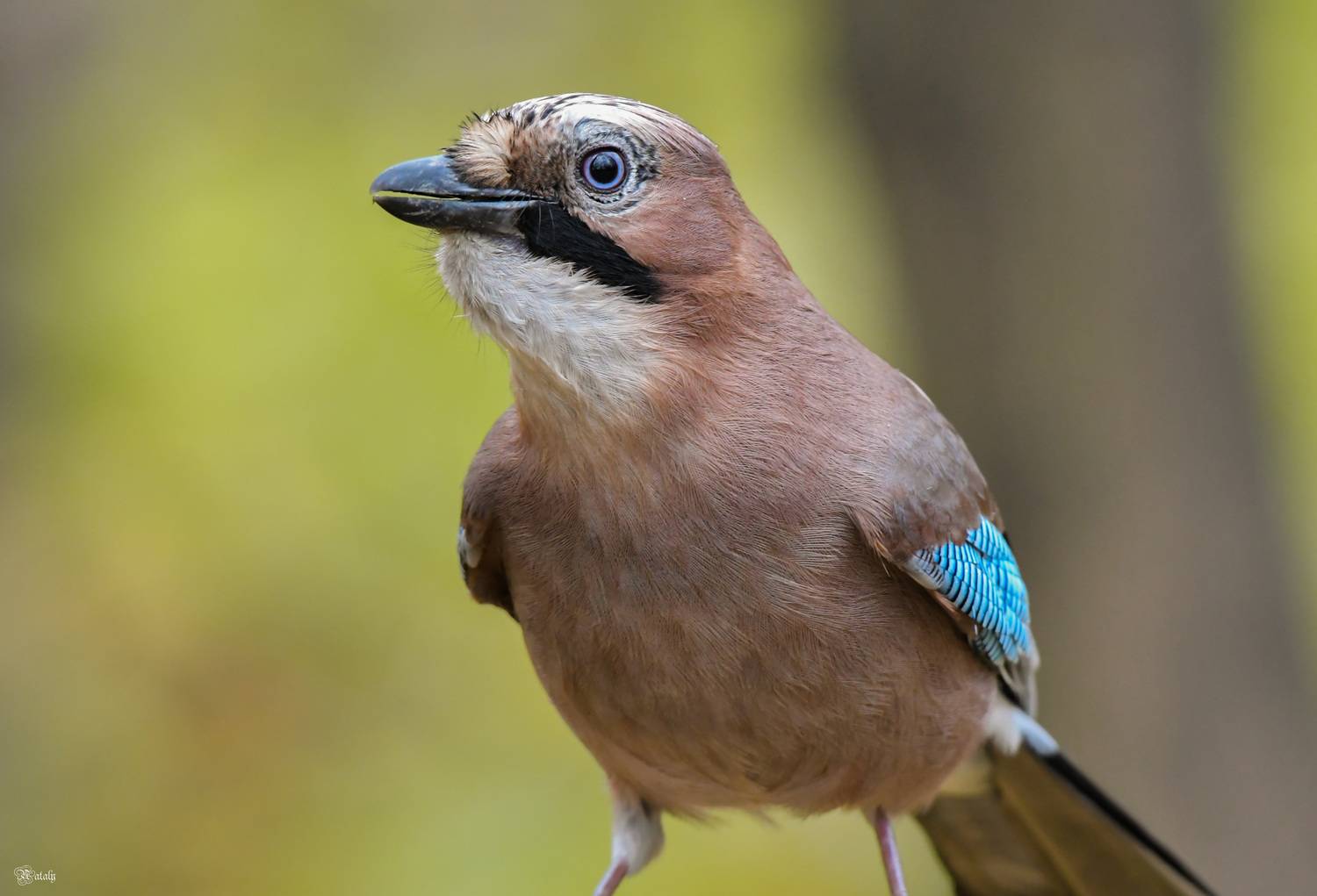 , Наталья Екимова