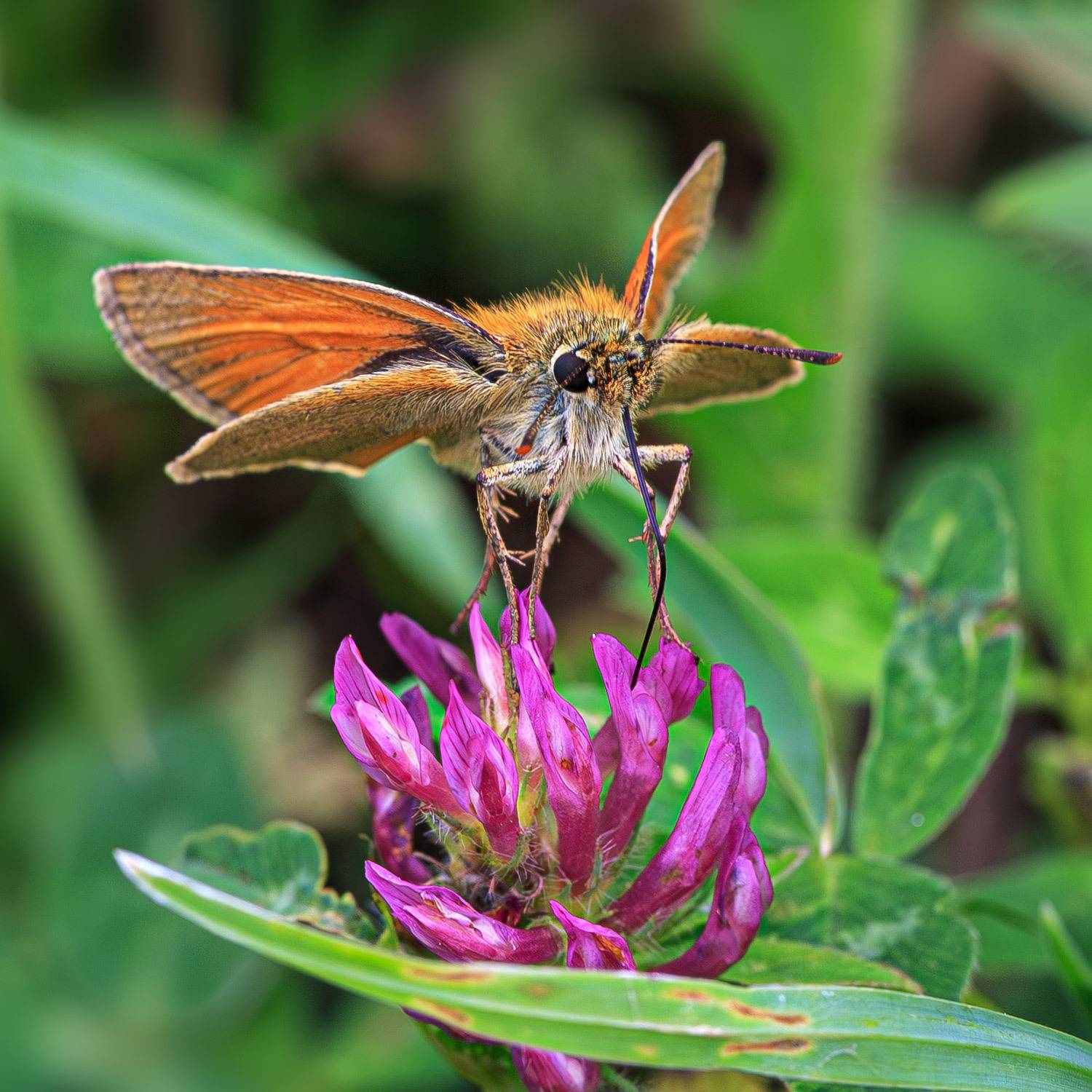 насекомые, бабочка, толстоголовка, лето, июнь, Борис Новиков