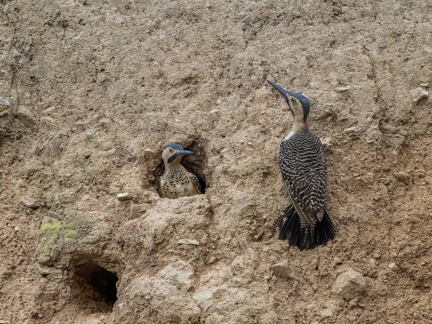 , Fernando Burgalin Sequeira