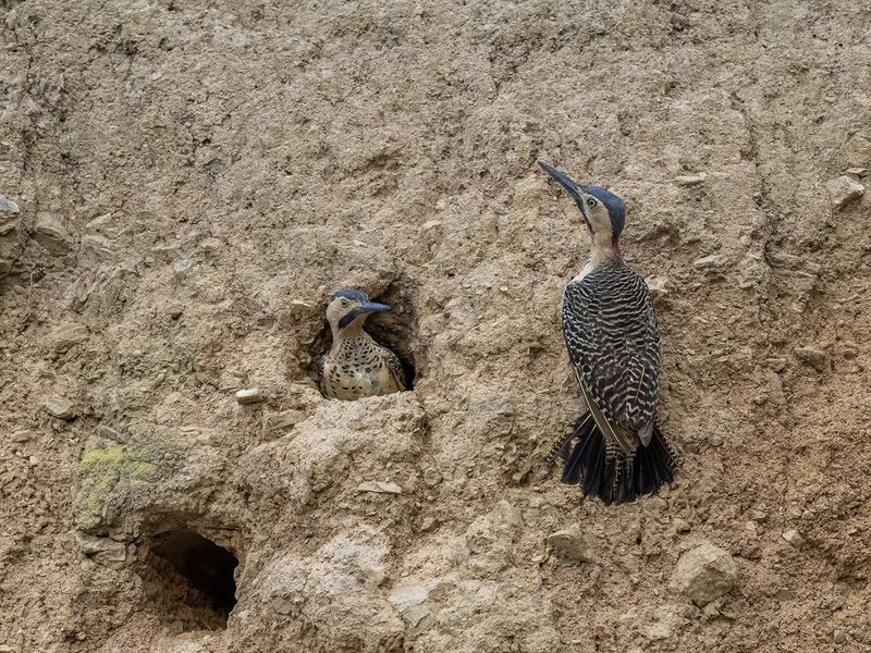 Andean Flicker фото превью