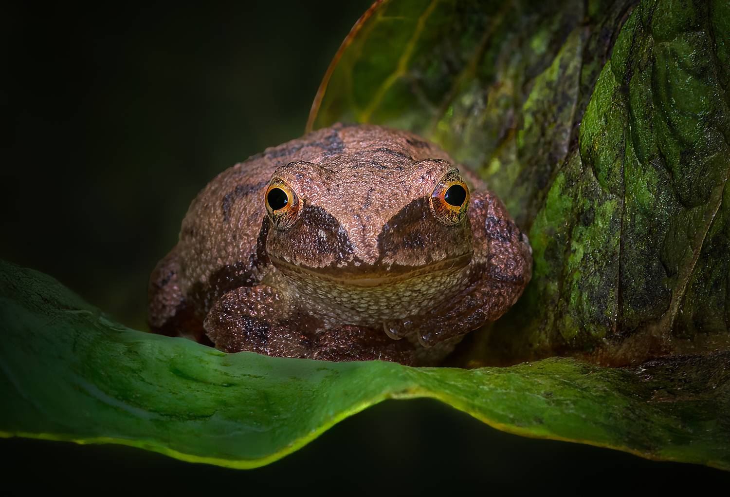 frog, reptile, leaf, amphibian, flower, macro, sunrise, sunset, closeup,, Atul Saluja