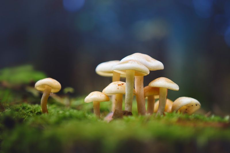 Грибочки фото превью