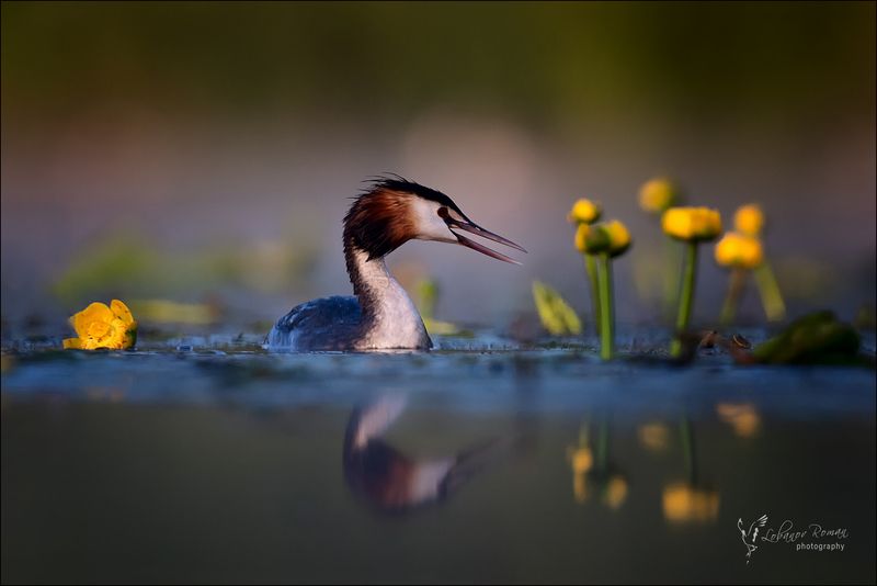 Болотная сказка фото превью