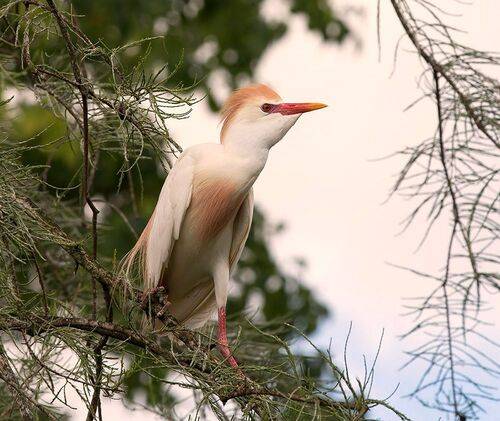 Cattle Egret - Египетская цапля