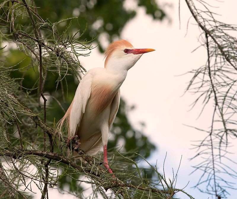 египетская цапля, cattle egret, heron, egret, florida Cattle Egret - Египетская цапля фото превью