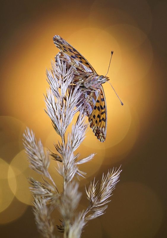 Бабочка фото превью