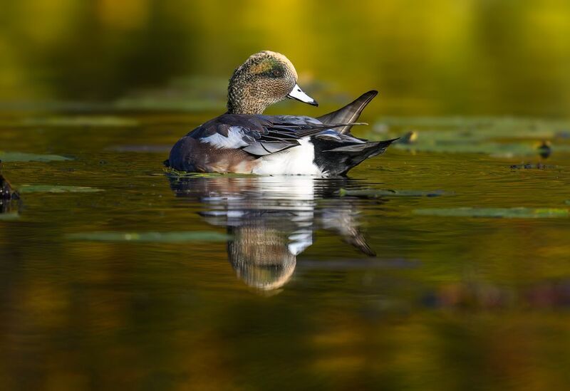 American Wigeon (m) фото превью