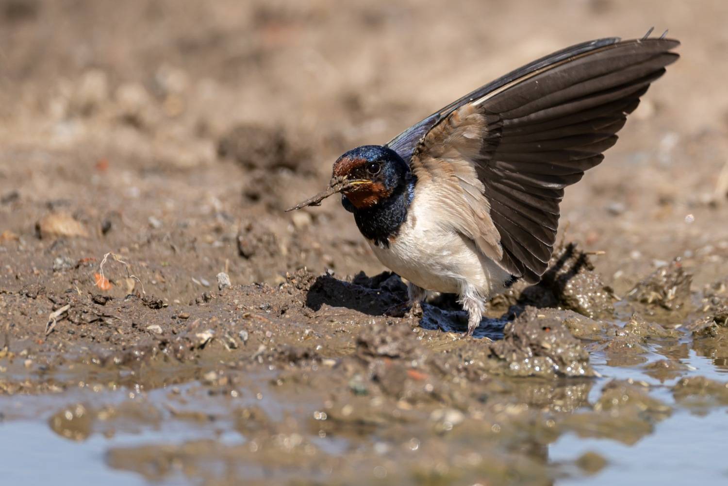 ласточка, деревенская ласточка, птицы, Ruslan Pl