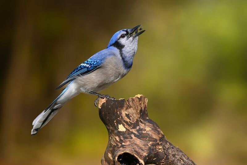 Blue Jay фото превью