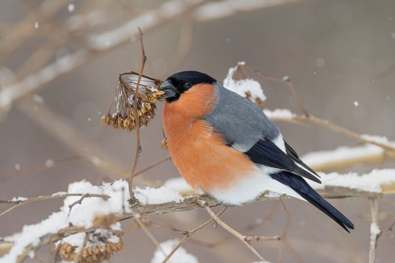 снегирь, птицы, зима, пузыреплодник Снегирь фото превью