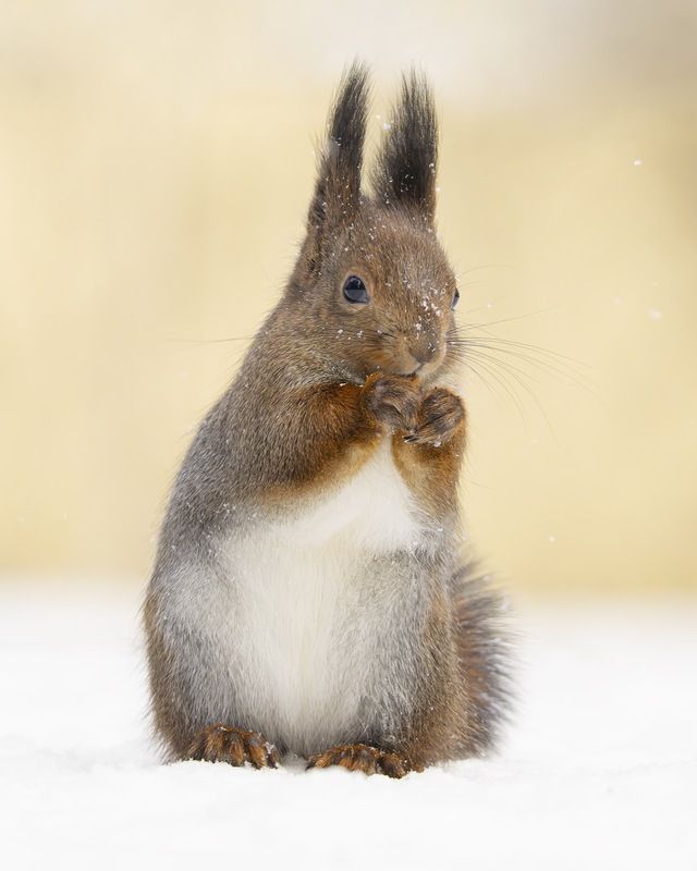 белка, белочка, зима  фото превью