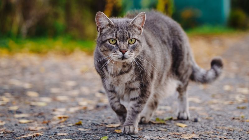 Кошка фото превью