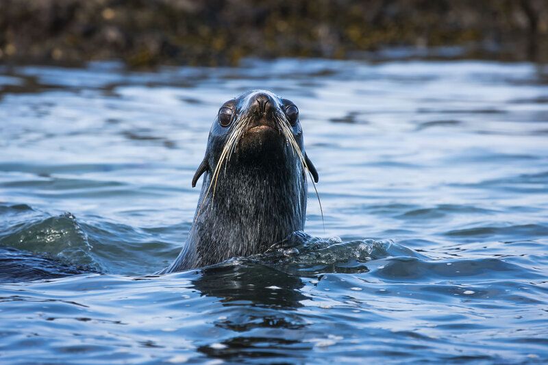 Любопытный фото превью