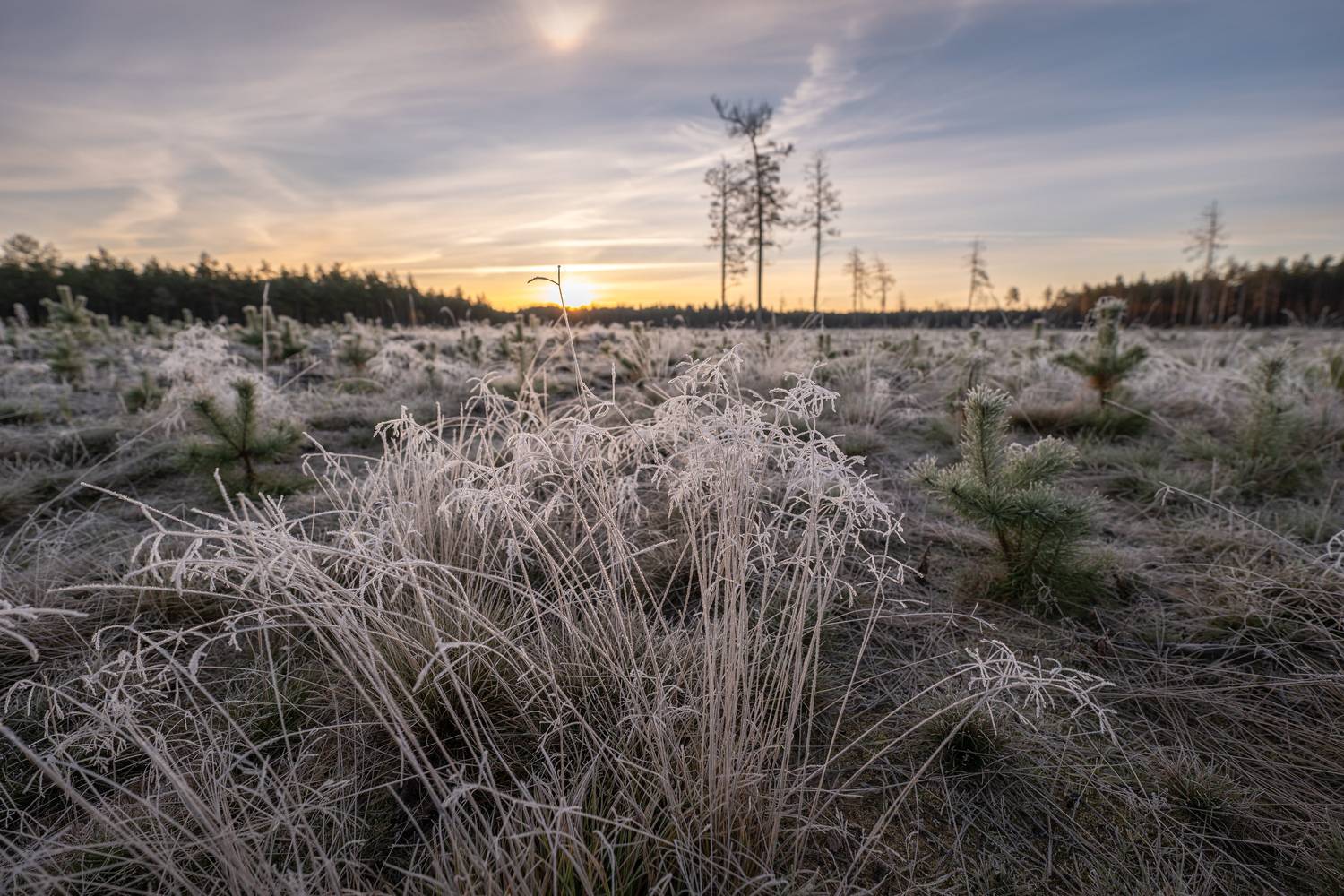 , Гордон Николай