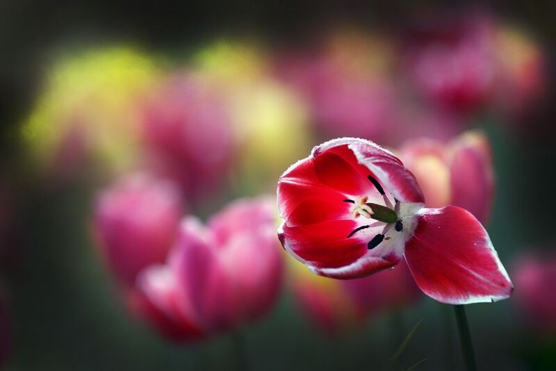 тюльпаны фото превью