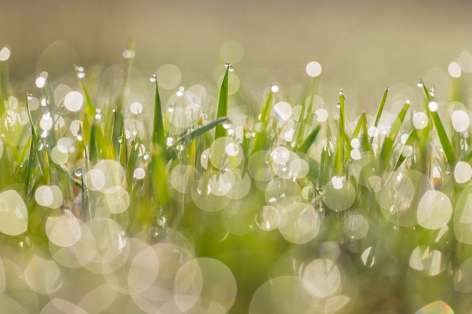 , Илья Михеев